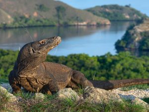 Komodo Island